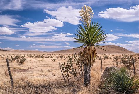 Chihuahuan Desert - WorldAtlas