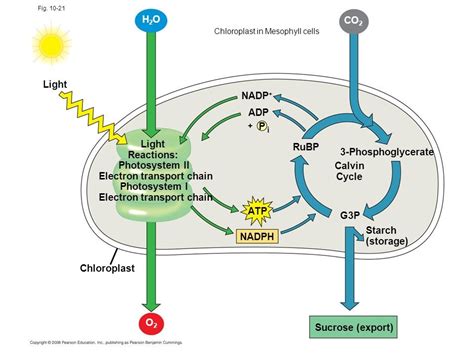 Mechanism of Photosynthesis: Light Dependent Phase : Plantlet