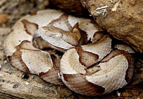 Copperhead snakes engage in nightly summertime feeding congregation ...