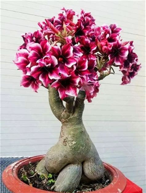 Genuine Desert Rose Plantas rare Adenium Obesum flower Plants 2 pcs ...