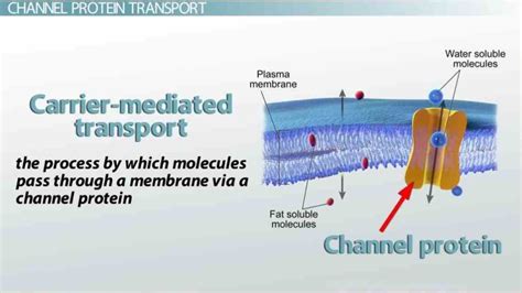 glycolipids both sharing common feature of de Glycoprotein Function In ...