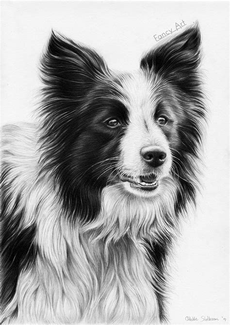 Border Collie Misty by Odette1994 on DeviantArt