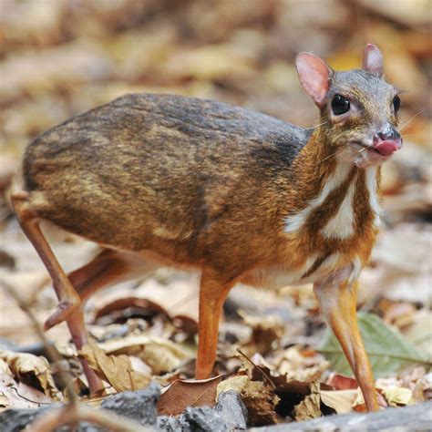 The rare Chevrotain (mouse deer) found in rainforests weighs roughly 3 ...