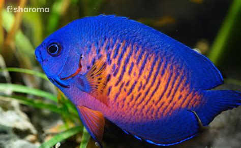 Coral Beauty Angelfish: Care Guide, Diet, Behaviour, Breeding and More