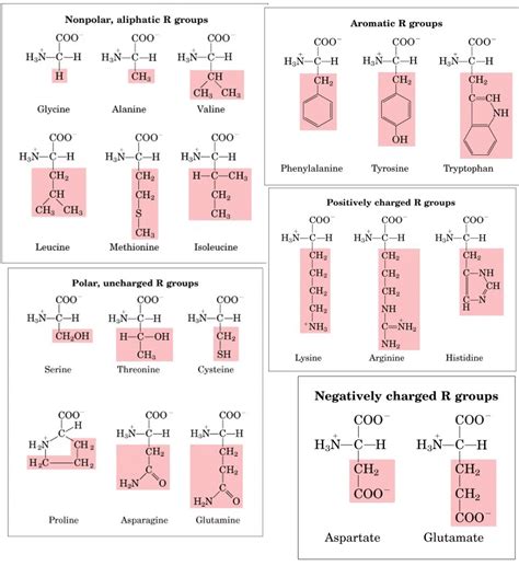 Amino Acids: Structure, Classification, Functions and Properties - PhD Nest