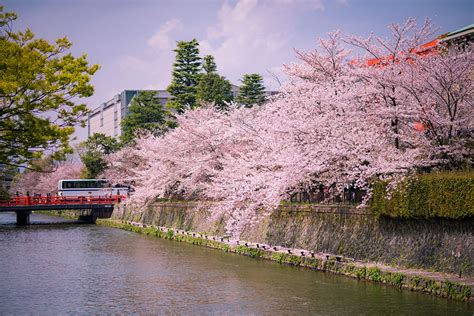 1-Day Kyoto Cherry Blossom Walking Itinerary - Travel Caffeine