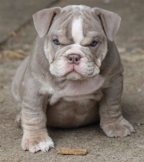 English bulldog puppy for sale