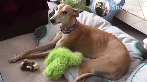 Greyhound Rescue - YouTube