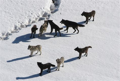 Pack Of Wild Wolves