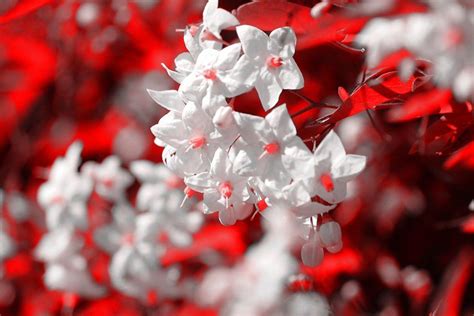 123 Background Flower Red White For FREE - MyWeb