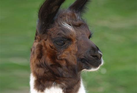 Llama Facts - Animal Facts Encyclopedia