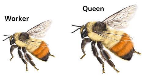 Queen Bee Size Comparison