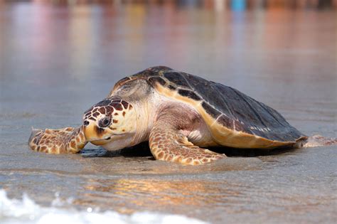 Sea Turtles | North Topsail Beach North Carolina