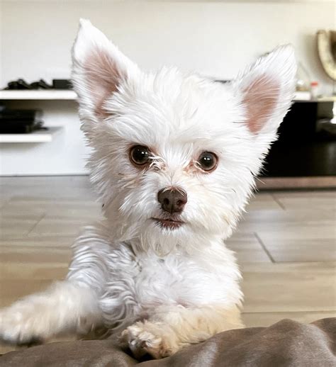 White Yorkie Guide: Is This Coat Color Actually Possible?