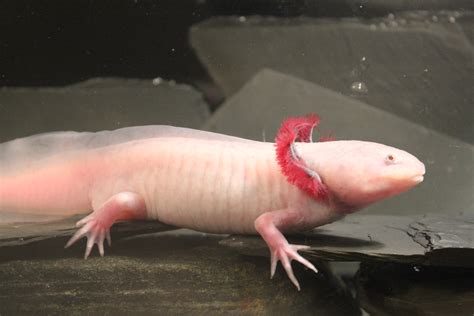 Creative Minds: Can Salamanders Show Us How to Regrow Limbs? – NIH ...