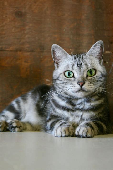 American Shorthair silver tabby cat with emerald green eyes 2017 ...