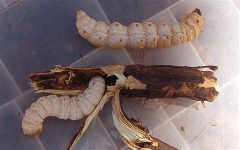 Witchetty Grub Information - Do Witchetty Grubs Harm Plants In The Garden