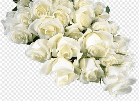 Flower bouquet Garden roses White, bouquet of flowers, flower Arranging ...