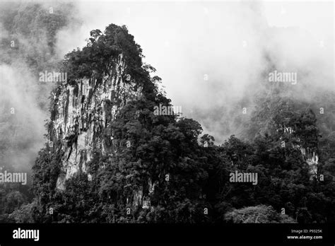 Tropical rainforest Black and White Stock Photos & Images - Alamy