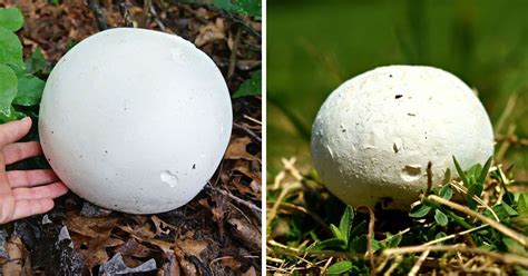 Giant Puffball Mushrooms: Identification, Foraging, and Recipes ...