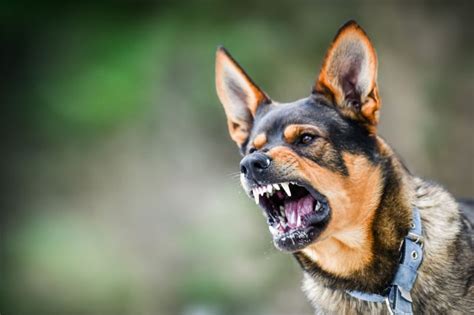 Rabies in Dogs: Signs & Symptoms | Kinston Vets