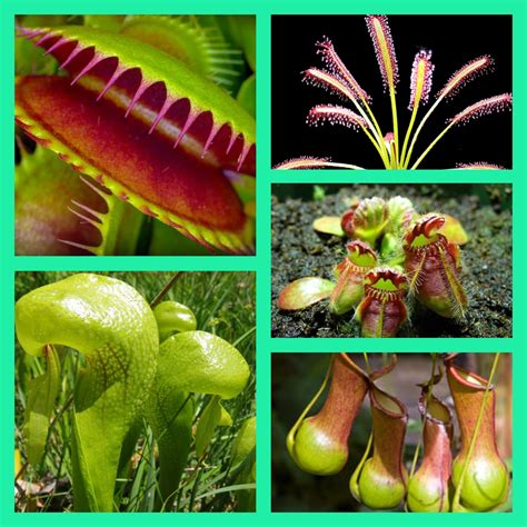 LAS 5 PLANTAS CARNÍVORAS MÁS HERMOSAS DEL MUNDO. - Plantas Exóticas El Rey