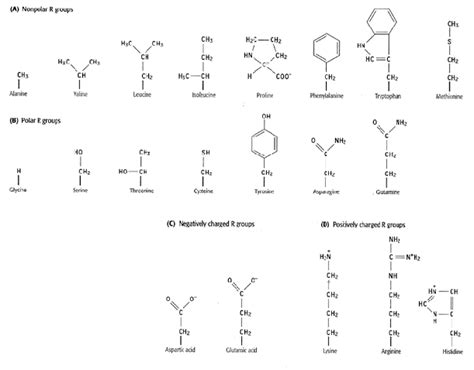 Aspartic Acid R Group