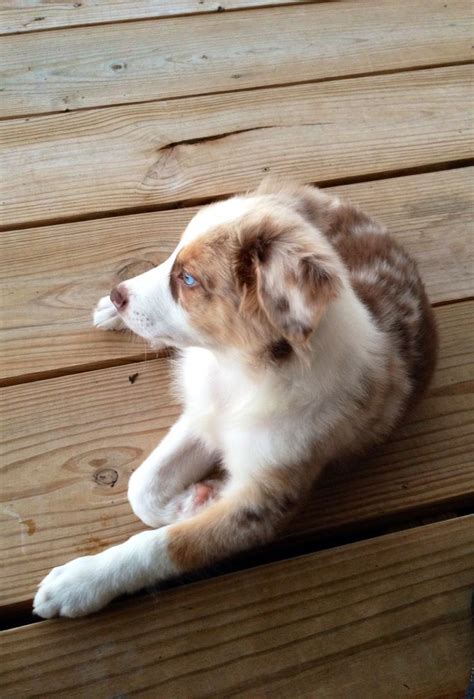 Best 25+ Red merle australian shepherd ideas on Pinterest | Mini aussie ...