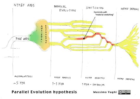 the Human Parallel Evolution