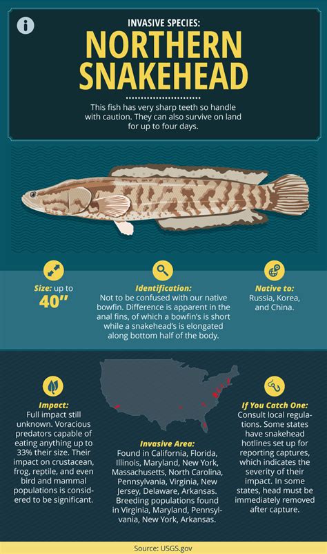 A Guide to Invasive Fish Species (With images) | Fish, Snakehead fish ...