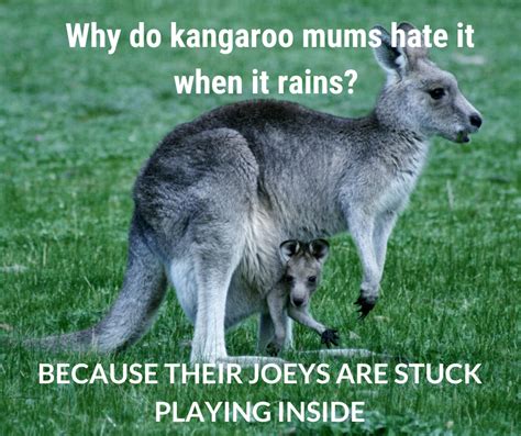 Hilarious Aussie animal jokes — Woofpurnay Veterinary Hospital ...