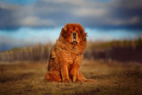 Tibetan Mastiff - Full Profile, History, and Care