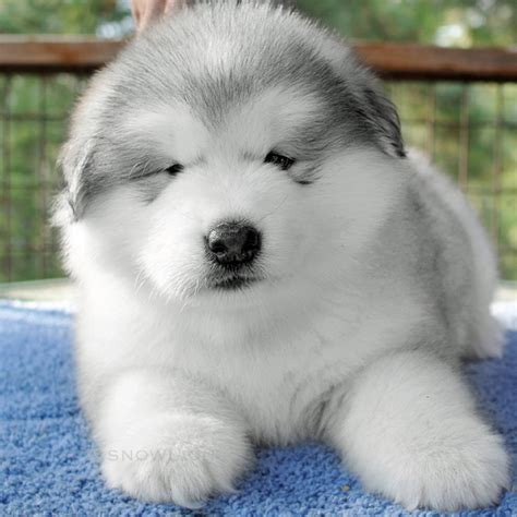 White Alaskan Malamute