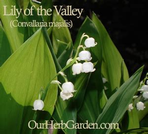 Growing Lily of the Valley - Origins, Seeds and Propagation