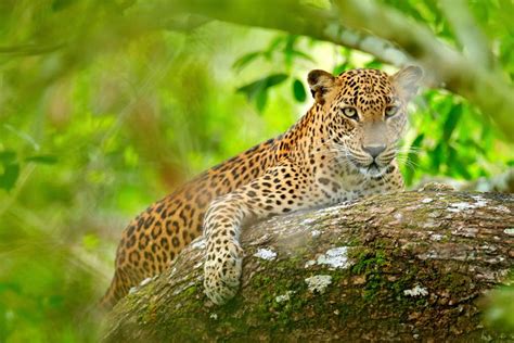 7 reasons wildlife lovers should visit Sri Lanka