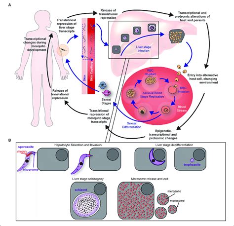 Plasmodium Simple Life Cycle