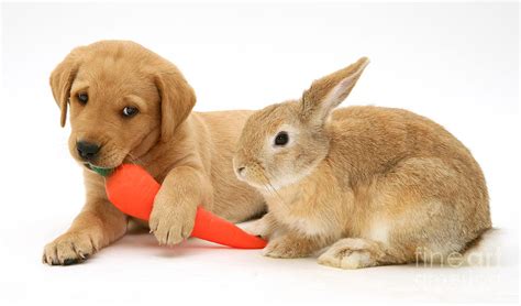 Rabbit And Puppy Photograph by Jane Burton