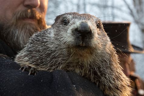 A gloomy Groundhog Day: Punxsutawney Phil says more winter - WHYY