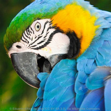 Macaw Parrot Resources – World Parrot Trust WP