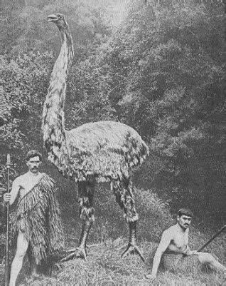 The extinct Moa of new zealand a bird that could grow to 13 feet tall ...