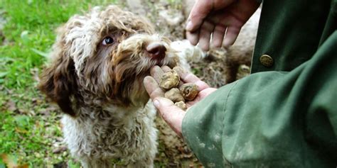 16 Cute Truffle Hunting Dogs