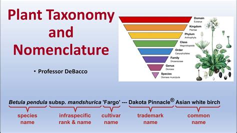 Plant Taxonomy and Nomenclature - YouTube