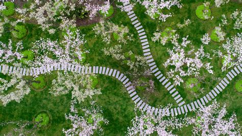 Shanghai Botanical Garden Cherry Blossom | Fasci Garden