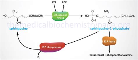 Sphingolipid Metabolism and the Ceramides | The Medical Biochemistry Page