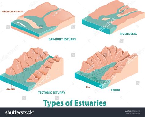 Illustration Shows Types Estuaries Estuary Infographic Stock Vector ...