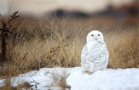 Fascinating Facts About Snowy Owls