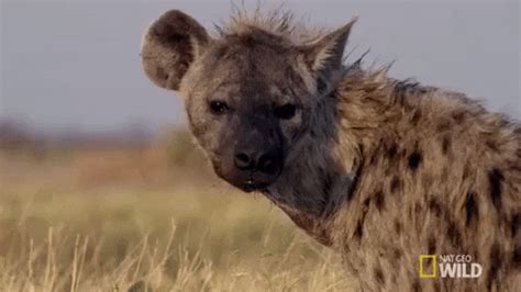 Laughing Hyena Gif