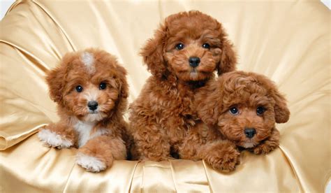 Small Hypoallergenic Dogs | Petlife