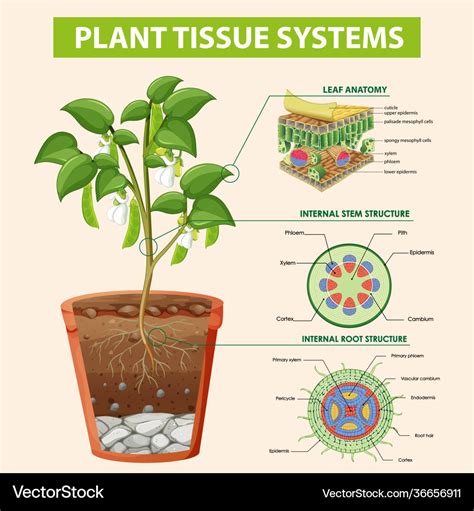 Diagram showing plant tissue systems Royalty Free Vector