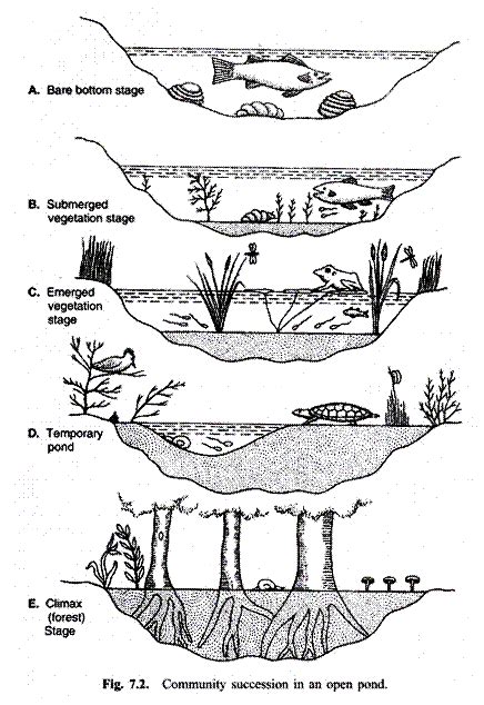 7 Successional Stages of Hydrosere (With Diagram) | Ecological ...